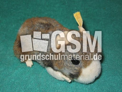 Meerschweinchen.JPG